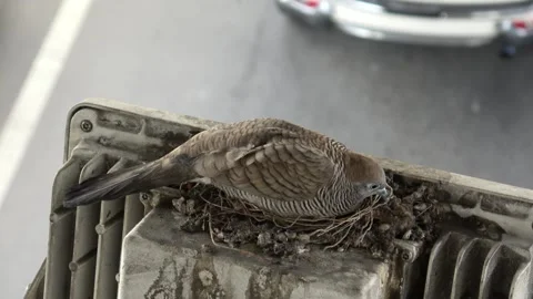 Bird sitting on nest. Blurred background car moving on street. 库存影片 311966352