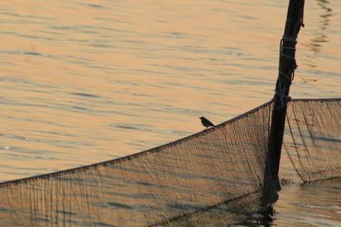 Bird Sitting On A Net 스톡 사진