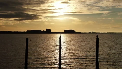 Bird Sitting on Old Pier Sunset Stock Footage 123139571
