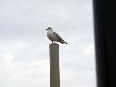 Bird sitting on a perch Stock Photos