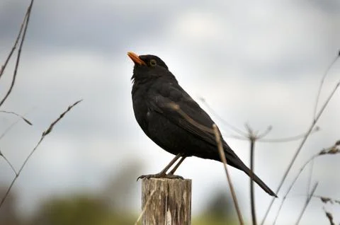 Bird sitting Stock Photos