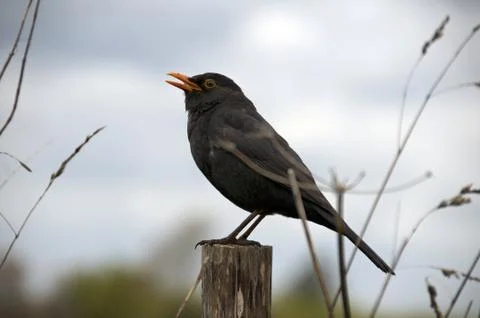 Bird sitting Stock Photos