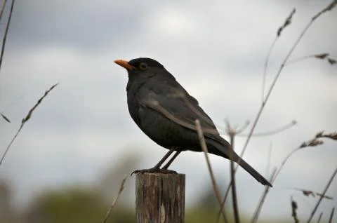 Bird sitting Stock Photos