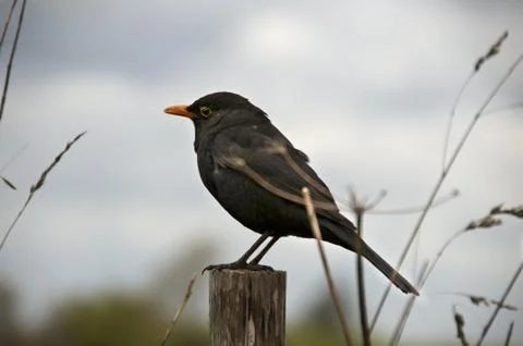 Bird sitting Stock Photos