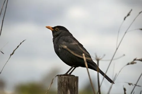 Bird sitting Stock Photos