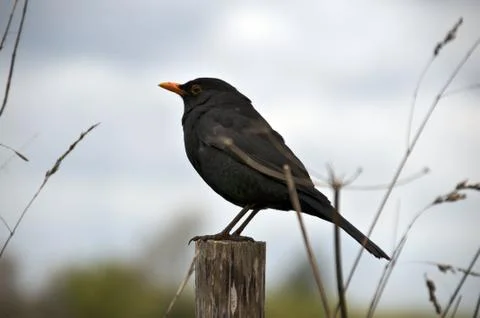 Bird sitting Stock Photos