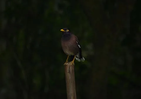 Bird sitting Stock Photos