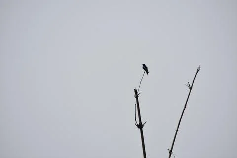 A bird sitting Foto stock