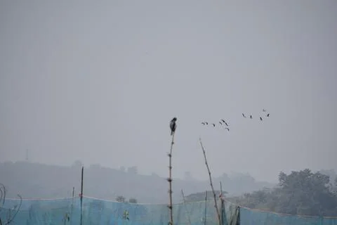 A bird sitting Foto stock