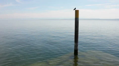 Bird sitting on pier Stock Footage 49647975