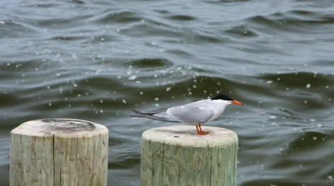 Bird sitting on a pier post then flying away to the ocean Video stock 64887074