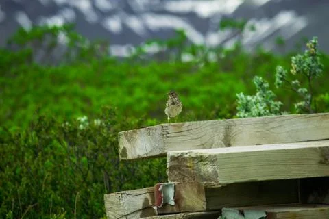 Bird sitting on planks inside Skaftafell National Park 写真素材