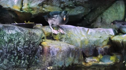 A bird sitting on a rock Video stock 155357196
