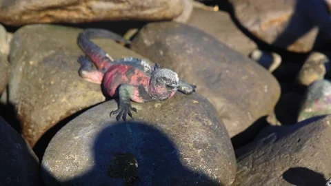 A bird sitting on a rock Stock Footage 155397073