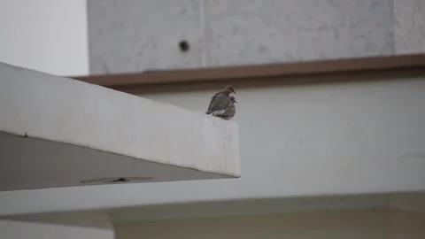 A bird is sitting on a rofftop Stock Footage 130621649