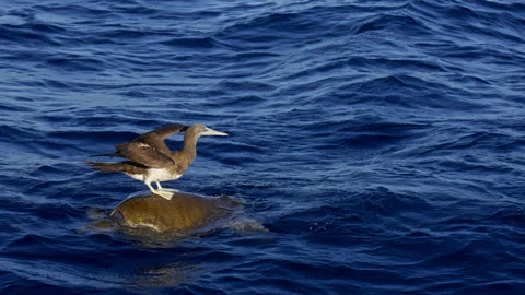 Bird sitting on a sea turtle Stock Footage 266345469