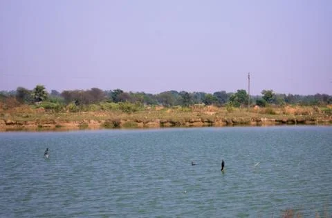 A bird sitting on a small stick between a blue pond beside a field Stock Photos