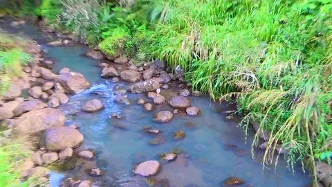 A Bird sitting on a stone in creek water flies away Stock Footage 113774953