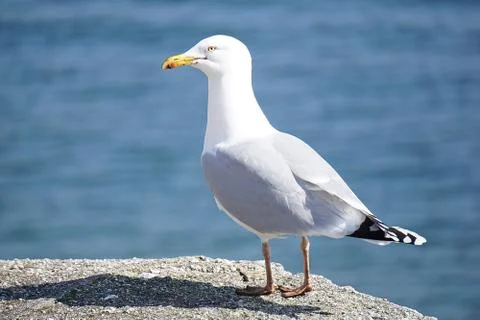 Bird sitting on the surface Stock Photos