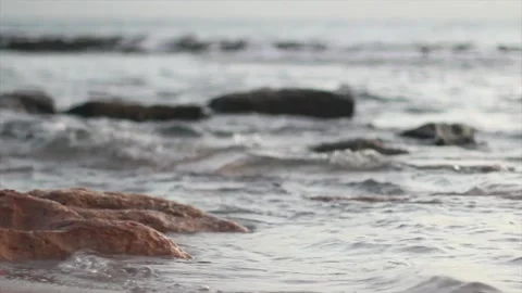 A bird sitting on top of a beach Video stock 155583995