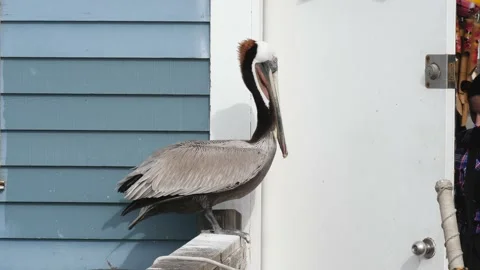 A bird sitting on top of a building Stock Footage 155356233