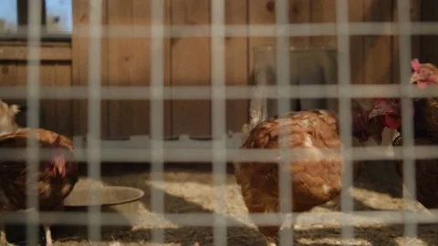 A bird sitting on top of a cage Stock Footage 131958247