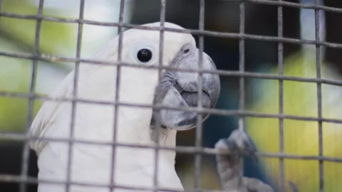 A bird sitting on top of a cage Stock Footage 155355093
