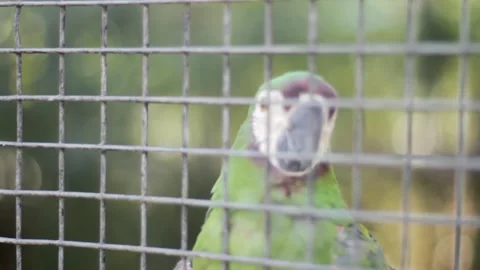 A bird sitting on top of a cage Stock Footage 155355105