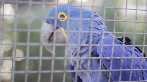 A bird sitting on top of a cage Stock Footage 155355564