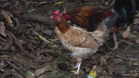 A bird sitting on top of a chicken Stock Footage 155357000
