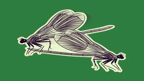 Bird sitting on top of drawing fly black dog isolated isolated on green screen Stock Footage 336893165