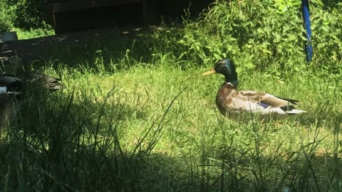 A bird sitting on top of a grass covered field Stock Footage 155357232