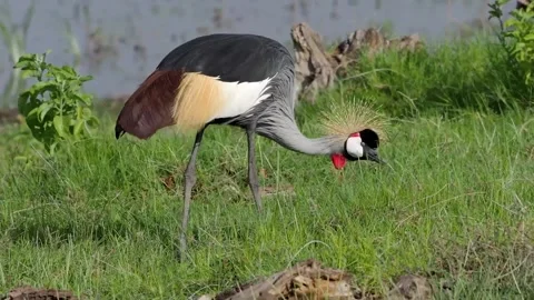 A bird sitting on top of a grass covered field Video stock 155393449