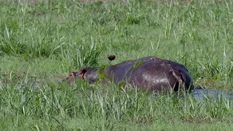 A bird sitting on top of a grass covered field Video stock 155394598