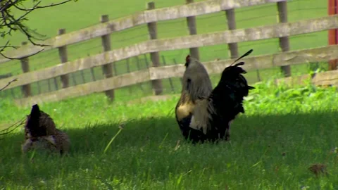 A bird sitting on top of a grass covered field Stock Footage 155396498