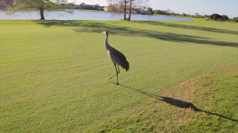 A bird sitting on top of a grass covered field Stock Footage 155397512