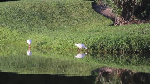 A bird sitting on top of a grass covered field Stock Footage 155403228