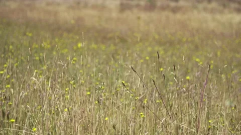 A bird sitting on top of a grass covered field Stock Footage 156013706