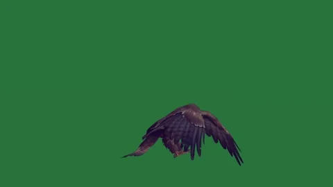 A bird sitting on top of green screen and is flying in the air against figure Stock Footage 335147528