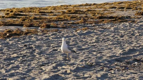 A bird sitting on top of a sandy beach Stock Footage 155398157