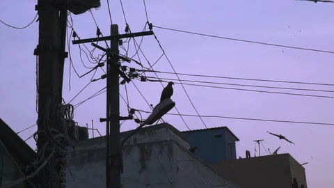 Bird sitting on the top of a street light Stockbeeldmateriaal 91168436
