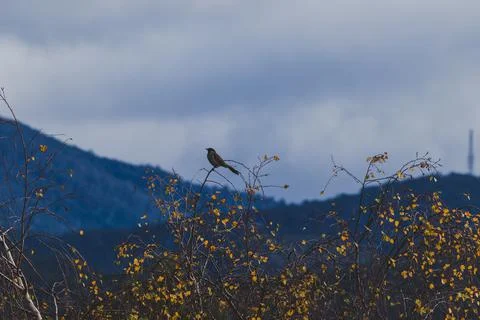 Bird sitting on top of tree branches with golden leaves and with mountains in Stock Photos