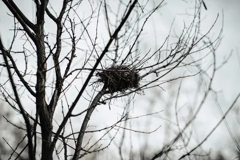 A bird sitting on top of a tree Foto stock