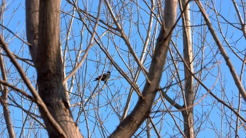Bird sitting on a tree branch and flies in a while Stock Footage 103661324