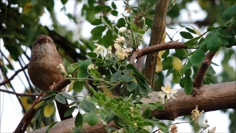 A bird sitting on a tree branch Stock Footage 88488316