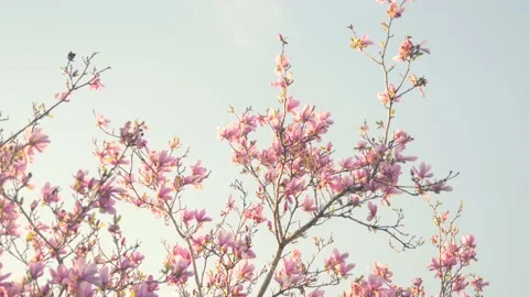 A bird is sitting on a tree branch Stock Footage 236853059