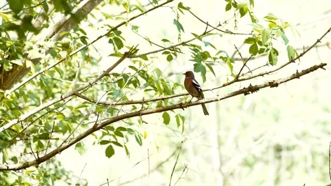 Bird sitting on tree branch with green leaves and singing beautiful song. Stock Footage 116820481