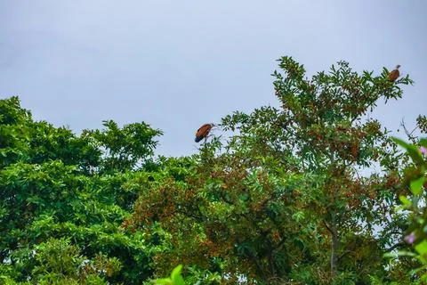 A bird sitting on the tree branch Stock Photos