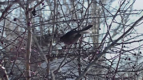 Bird Sitting In Tree With Branches And Berries Stock Footage 168905847