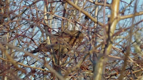 Bird Sitting In Tree With Branches And Berries Stock Footage 168905856